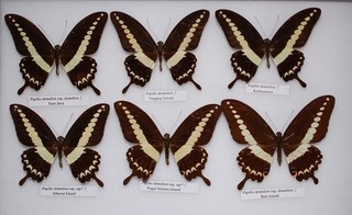 Papilio demolion ssp from Malaysia / Indonesia