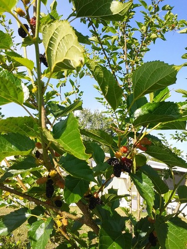 Red Mulberry Tree 6 Cuttings 7"-9' long Organic Leave &Fruit Edible tea Organic - Picture 9 of 12