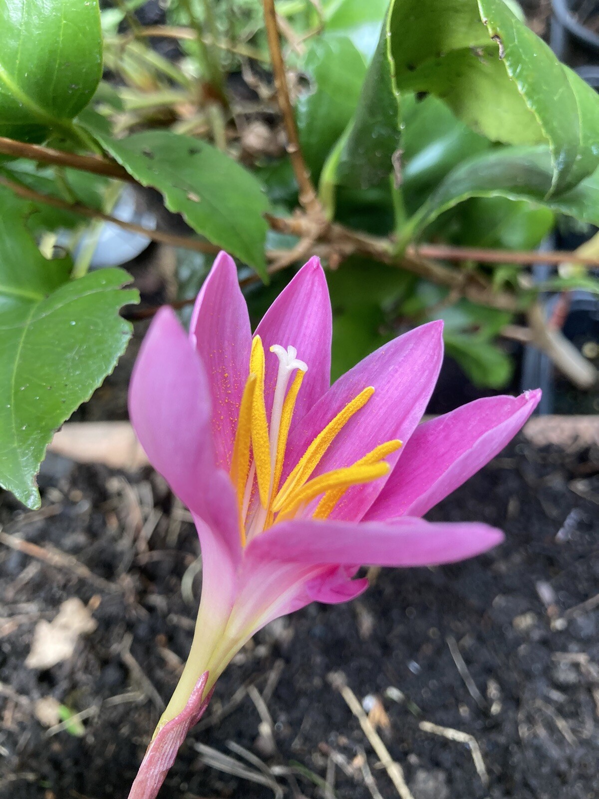 10-x-habranthus-robustus-pink-rain-lily-bulbs-free-uk-postage-ebay