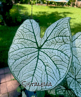 bacularis plant care Sansevieria bacularis | Plants