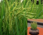 Thai Rice ORYZA SATIVA Jasmine or Glutinous Organic Seeds Fragrant, easy to grow