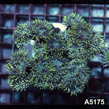 Item A5175IN5175 M WYSIWYG Aussie Ultra Duncan Colony