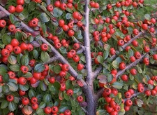 Rockspray Cotoneaster, Cotoneaster horizontalis, Seeds (Hardy Showy Fall Color)