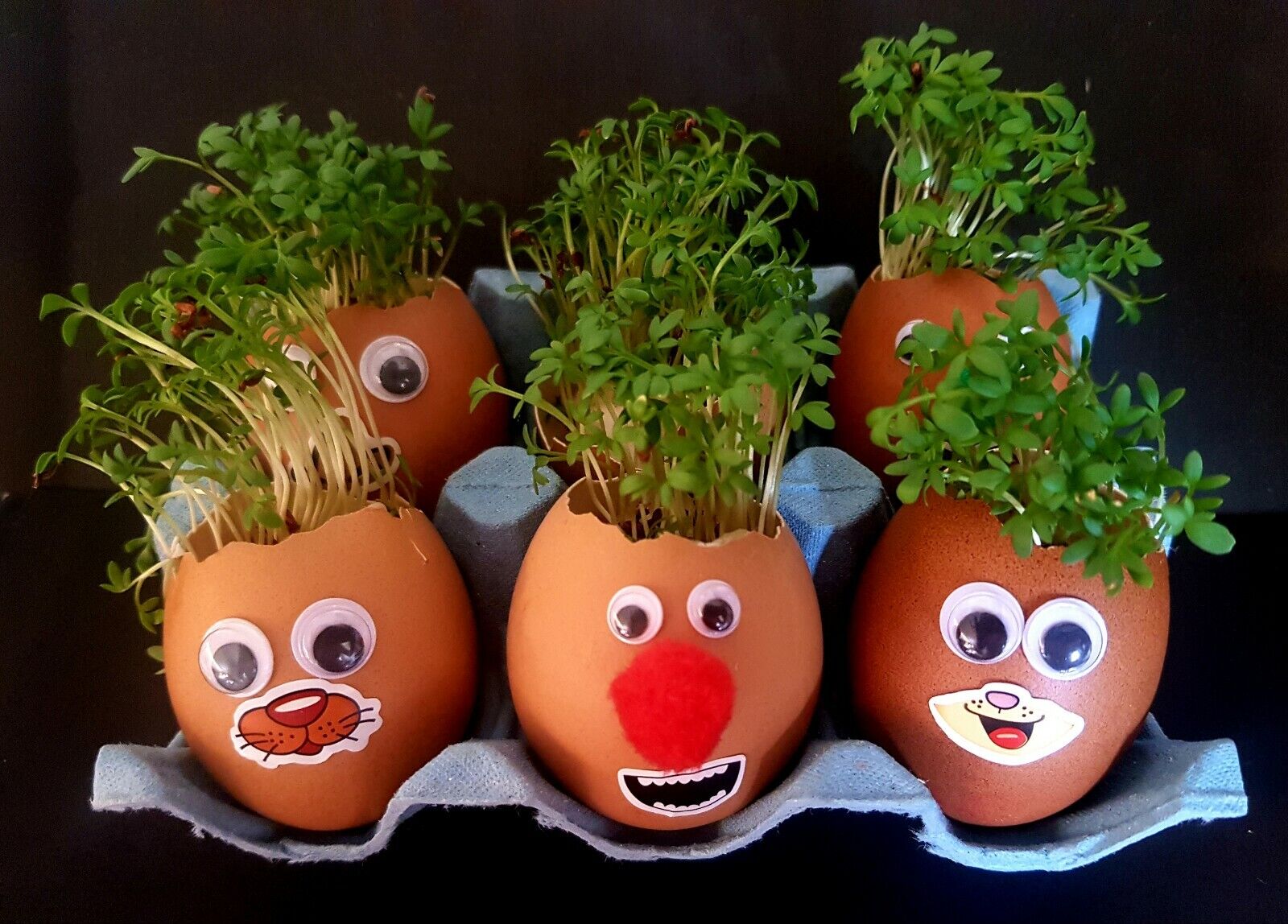 How to Grow Your Own Cress Egg Heads