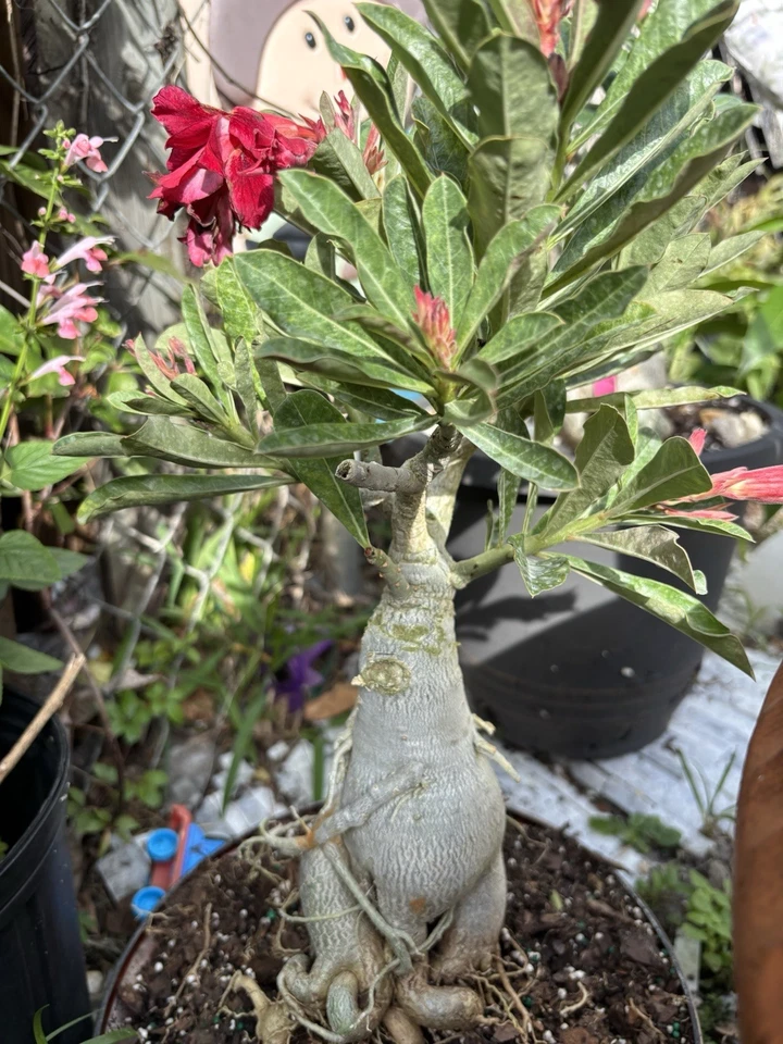 Bonsái Plants Desert Rose - Image 4 of 4