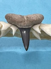 FOSSILIZED SHARK TOOTH…3/4 Inch LEMON from Bone Valley Florida 