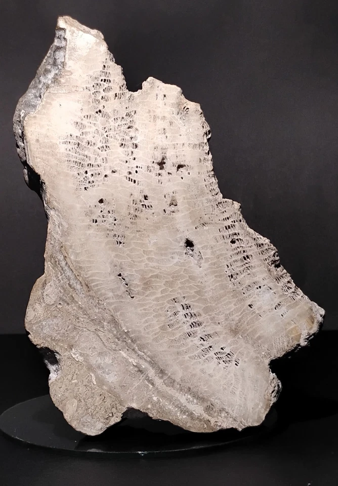 Losa pulida fósil de coral panal favorita independiente 2 lb 10,7 oz Missouri  Foto 2 de 4