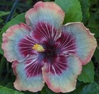 ZEAK TAMMY JAYNE Tropical Hibiscus -- Plant in 4.5" pot — photo 1