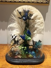 Victorian Taxidermy Exotic Birds Diorama Under Glass Dome