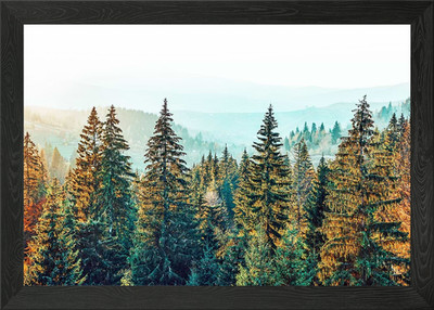 Kiefer Schönheit gerahmtes Wandbild Poster Leinwanddruck Bild