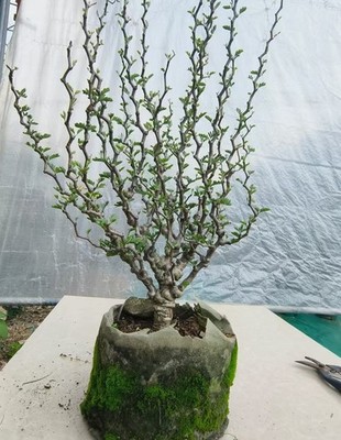 Rare Cacti Plant Senna meridionalis WYSIWYG Boutique Garden Decor Sale