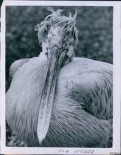 1953 Photo Pelican With Wild, Windswept Feathers Poses At London Zoo Animals 7X9