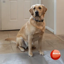 Pet Carpet Protector - Doorway Damage Deterrent and Scratch-Stopper for Cats,...