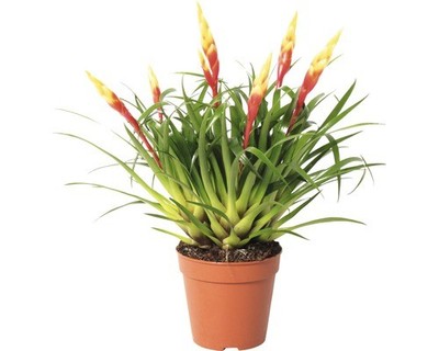 glückskastanie allergie Kunstpflanze Pachira Aquatica – Glückskastanie – 150cm – Hochwertiger main image 1