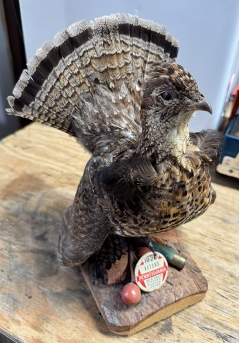Taxidermy Ruffed Grouse Vintage Pennsylvania 