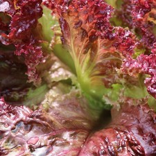 Lolla Rosso Darky Leaf Lettuce Seeds, Deep Red, Summer Salad, NON-GMO, FREE SHIP