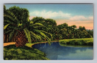 Palm Drive Along A Creek In Sunny Florida Vintage Postcard