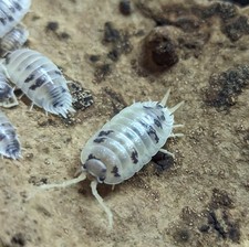 Porcellio Laevis "Dairy Cow" 10 ct isopods for sale 