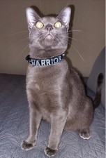 Croc Dog Cat Pet Personalized Collar - XS, S, M, L, XL