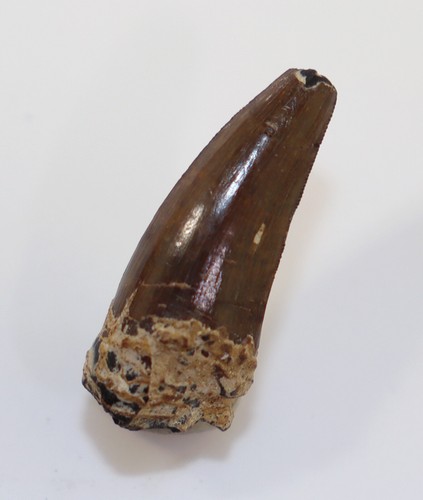 Krokodil, Pristichampsus rollinatii, Tertiär, Eozän, Robiac, Dép. Gard, FRA-L54 - Photo 5 sur 6