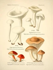 14004.Decor Poster.Room interior wall design.Mushroom types.Kitchen Chef art