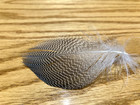 100 Gadwall Flank Feathers - Fly Tying — photo 1