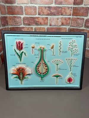 General Botany Flowers and Inflorescences Westab Rico Florence Diagram. 