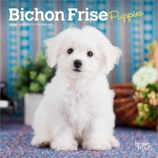 Bichon Frise Puppies | 2026 7x14" (Hanging) Monthly Mini Wall Calendar