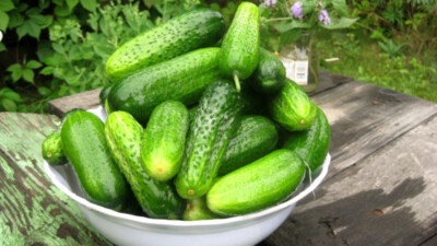 Cucumber seёds 500 cucumber Nezhinsky, heirloom organic rare seёds -892+TRACK   
