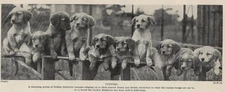 Golden Retriever - 1934 Vintage Antique Dog Art "Photo" Print - CUSTOM MATTED