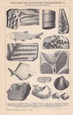 Karbon Paläozoikum Petrefakten Fossilien Stich um 1898