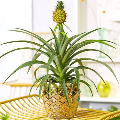 1 x Gorgeous Ananas comosus Amigo | Evergreen Pineapple Plant | 35-45cm  Potted | eBay UK