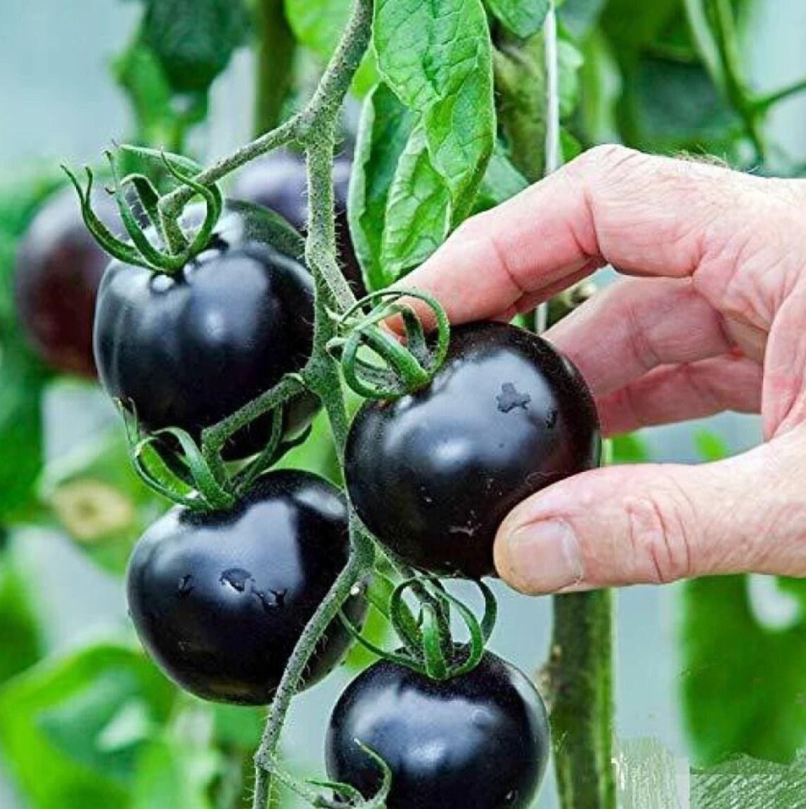 15 BLACK TOMATO seeds---Indigo rose tomato seeds---Vegetable seeds--Gifts