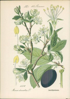 Chromolithographie : Zwetschenbaum. Pflaume. Kultur-Pflaume. Prunus domestica L.