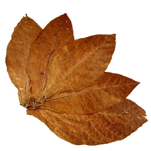 Burley Tabakblätter Rohtabak Naturtabak Tabak Premiumqualität Deko - Bild 1 von 36