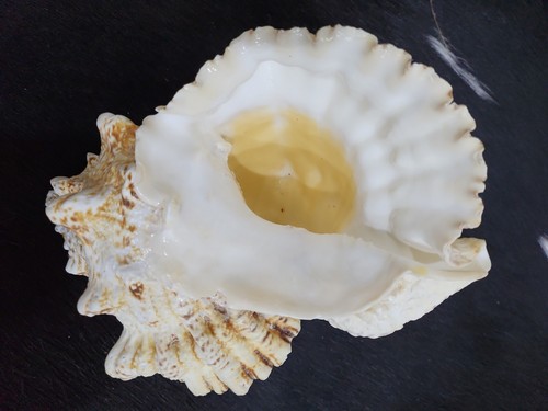 Real Natural giant 10"Extra Large Frog Shell/bursa Buba Seashell/beach/Aquarium - Picture 5 of 12