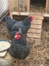 Uova Feconde ,Fertili di AMROCK allevate in purezza