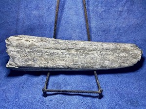 Stegodon Tusk Fossil, Indonesia Ice Age