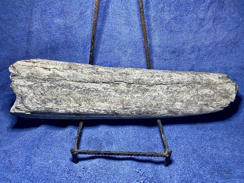 Stegodon Tusk Fossil, Indonesia Ice Age