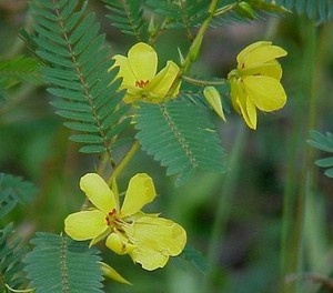 Partridge-Pea-Chamaecrista-fasciculata-40-Seeds