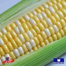Corn Fresh Seeds Peaches and Cream Hybrid se Triple Sweet Non-GMO Vegetable