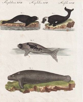 Seehunde Selöwen Robbe Robben seal seals Walross walrus Kupferstich Bertuch 1802