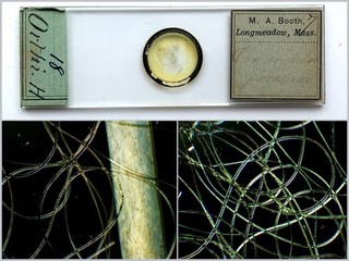Mary Ann Booth Antique Microscope Slide of Duck Billed Platypus Hairs