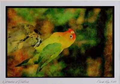 268065 Lilians Lovebird Aquarell Bild limitierte Auflage A4