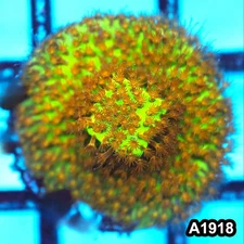 Item#A1918FM1918(S) WYSIWYG Burning Banana Stylocoeniella Frag