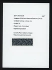 2024-25 National Treasures Archives Ink #20 Cade Cunningham Redemption