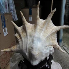 25cm Natural Conch Shell Large Seven Spiked Sea Shell Aquarium Wedding Decor