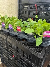 6 mixed surfina trailing petunia 10 cm pots for pots or baskets