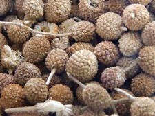 Natural Gorakhmundi Gorakh mundi Gorakmundi Sphaeranthus Hirtus Dried seed