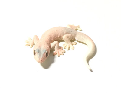 Kaiyodo Capsule Q Japan Exclusive Common Four-Clawed Sugar Gecko Lizard Figure
